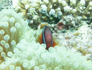 Tomato anemonefish in sea anemone