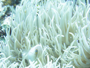 Pink anemonefish in sea anemone