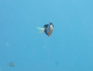 Clark's anemonefish swimming