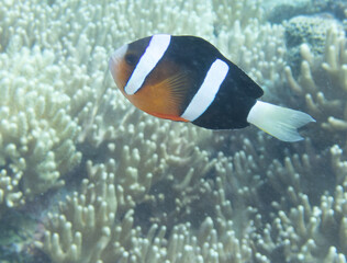 Clark's anemonefish in sea anemone