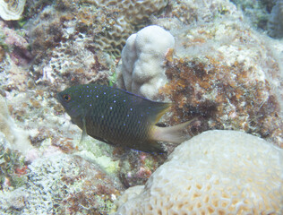Whitespotted devil swimming