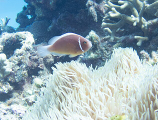 Pink anemonefish in sea anemone