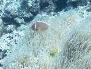 Pink anemonefish in sea anemone