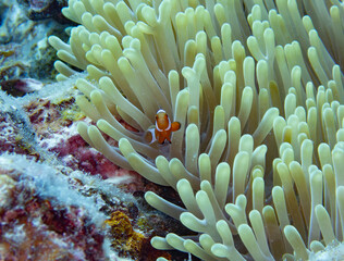 False clown anemonefish in sea anemone