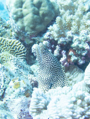 White mouth moray