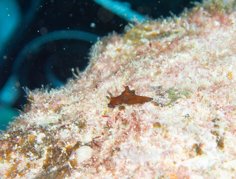 Aplysia parvula