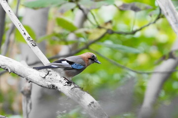 枝にとまるミヤマカケス