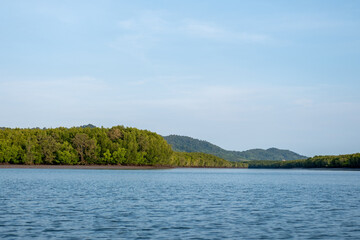 Mangrove forest, including trees and shrubs that grow in saline coastal habitats in the tropics and subtropics