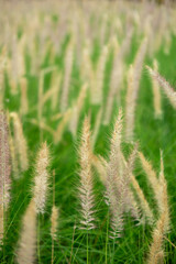 Silver Grass in a green field, soft focus
