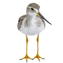 Obraz premium Lesser Yellowlegs bird full body view isolated on white or transparent background