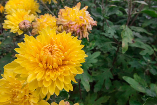 yellow Korean chrysanthemum close-up. on a blurred background. a beautiful flower in a home garden. - Powered by Adobe