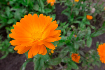 calendula flower in close-up. on a blurred background. a beautiful flower in a home garden.
