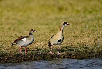 The Egyptian goose (Alopochen aegyptiaca) is an African member of the Anatidae family including ducks, geese, and swans.