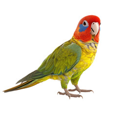 Obraz premium Rosella Parrot Bird full body view isolated on white or transparent background