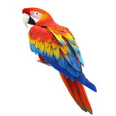 Obraz premium Scarlet Macaw Bird isolated on white or transparent background