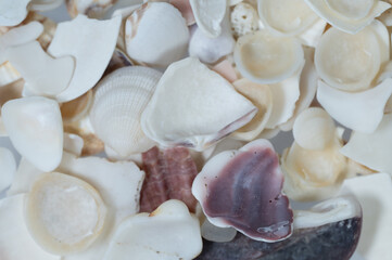 Close-up of Various White and Light Colored Seashells Background