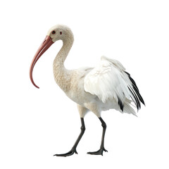 White Ibis Bird full body view isolated on white or transparent background