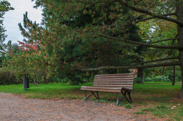 Fototapeta premium a bench for rest in a city park. park landscape. place to rest. autumn leaves. screensaver. early autumn landscape.