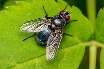The meat fly is a blue carrion bird with a metallic sheen. colorful macro photography. close-up. space for the text. blurred background with highlights. bokeh.