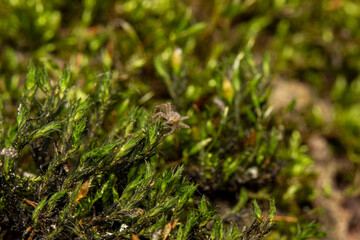 crab spider on the bark of a tree. colorful macro photography. close-up. space for the text. blurred background with highlights. bokeh.
