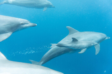 dolphin in the water