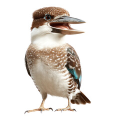 Kookaburra Bird full body view isolated on white or png transparent background 