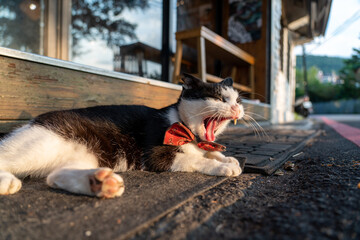 cat on the street