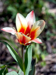 a blooming tulip in a garden in a city park