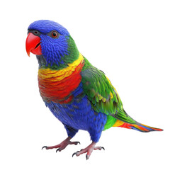 Rainbow Lorikeet Bird full body view isolated on white or transparent background