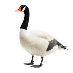 Swan Goose Bird, full body view isolated on white or transparent background 