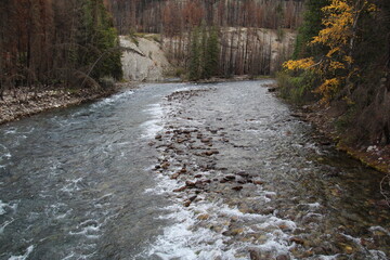 Autumn Along Maligne River, Jasper National Park, Alberta