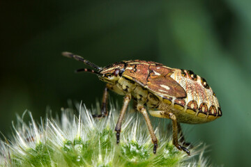 beautiful shield bug. wildlife. colorful detailed macro photo of an insect. close-up. space for text. screensaver. bokeh