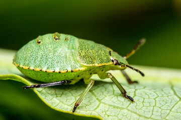beetle. wildlife. colorful detailed macro photo of an insect. close-up. space for text. screensaver