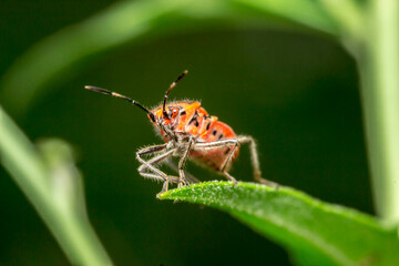 predatory bug . wildlife. colorful detailed macro photo of an insect. close-up. space for text. screensaver. bokeh