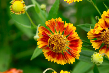 hybrid helenium. colorful dutal macro flower photo. blurred background with highlights, bokeh. space for text. natural beauty. pollinated by insects © AlMacro