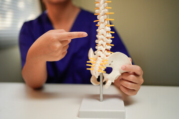 close up physical therapist chiropractor hand pointing on human skeleton at middle back to advise and consult to patient to treatment at office for healthcare concept