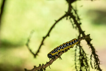 caterpillar on a green blurred background. with highlights. colorful detailed macro photo of an insect in the wild. close-up. space for text. screensaver. bokeh