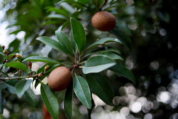 A sapodilla fruit hanging from a branch amid lush green leaves. 