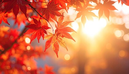Vibrant Red Maple Leaves Illuminated by Golden Sunlight With Soft Bokeh Effect and Dappled Light Creating a Warm Autumn Atmosphere