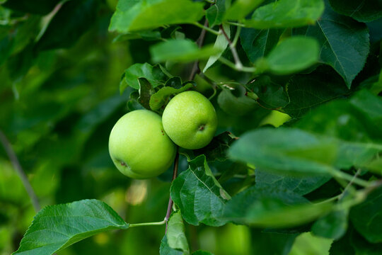 Two pale green apples rest tightly on branch amid deep foliage, captured in soft daylight, illustrating fresh organic produce ripening quietly in backyard orchard