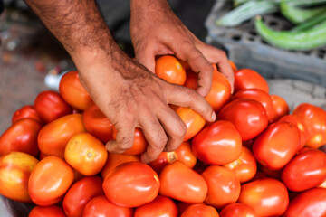 Freshly harvested tomatoes ready for market, vibrant produce selection shows farm-to-table freshness, perfect for healthy eating campaigns and farm stand promotions, delicious food