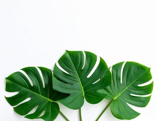 Dark green leaves of monstera or split leaf philodendron (Monstera deliciosa) tropica