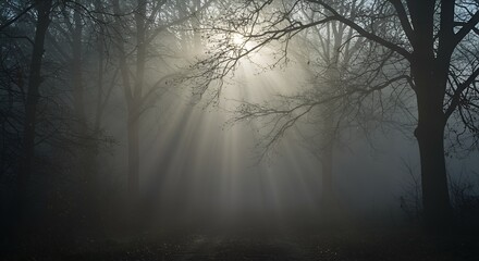 Obraz premium Sunlight pierces through fog in a dense forest, creating a mystical and serene atmosphere.
