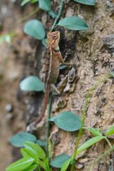 lizard on the tree