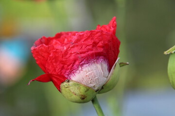 Poppy In Bloom