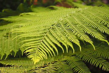 Lush green fern leaves in early morning sunlight
