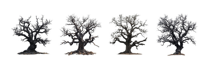 Fototapeta premium Four gnarled ancient trees stand silhouetted weathered survivors on transparent background