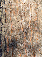 Old wood pine bark texture or background.
