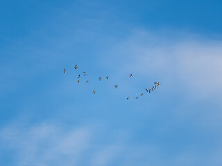 Flock of geese in flight
