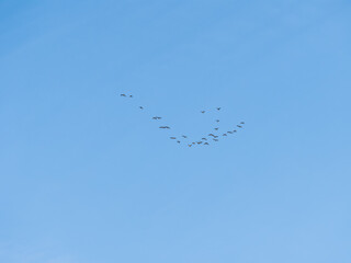 Flock of geese in flight